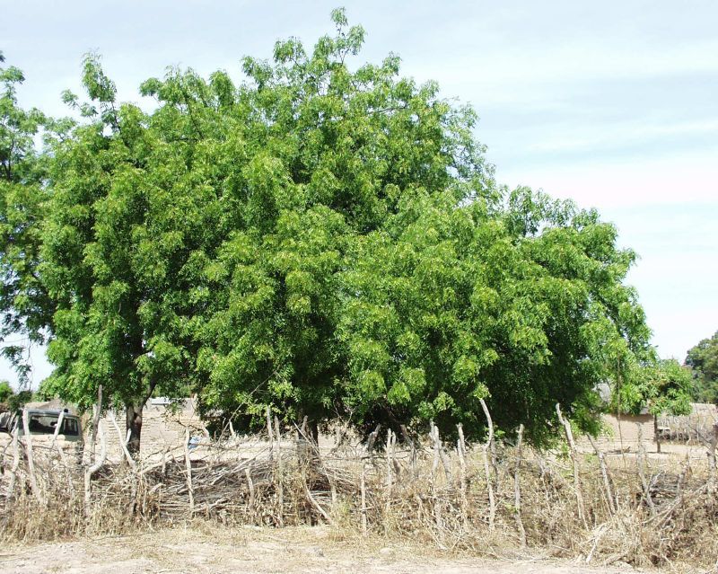 Images Of Neem