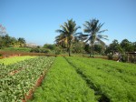a partner with UBPC Organoponico NEEM