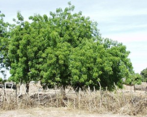 Neem Neem 300x239 NC Delegation in Cuba