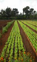 NEEM CSA