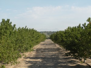 Shiprock Farm - Navajo Nation - Rain Water Harvesting & Sustainable Orchard Management