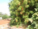 neem tree in Hawaii'